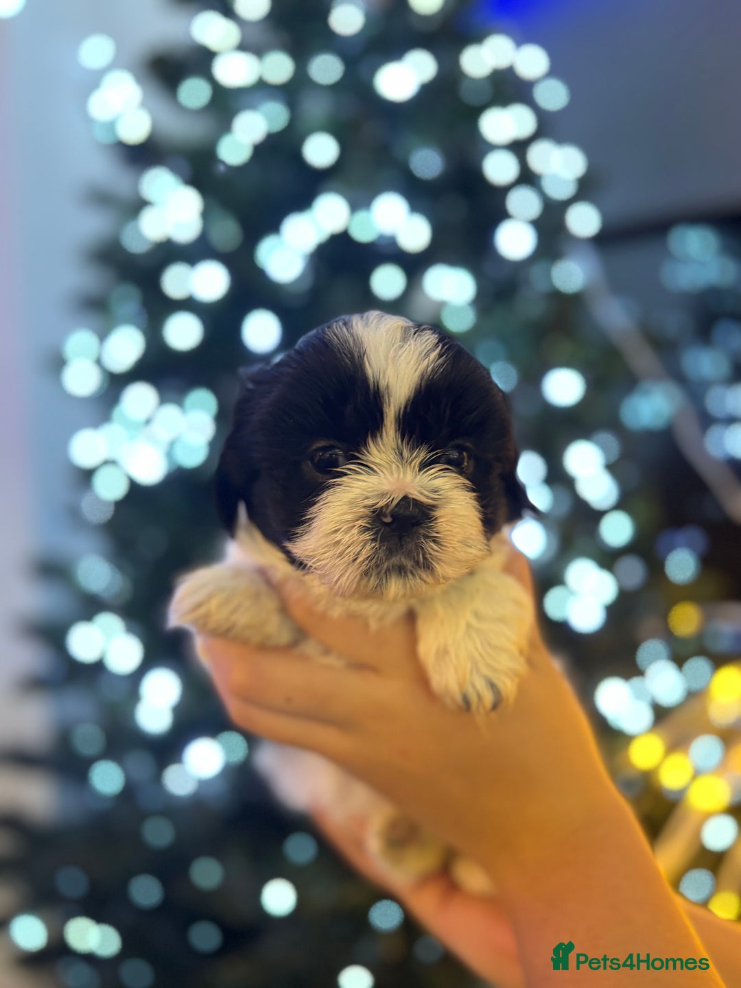 Shih Tzu dogs for sale: Beautiful litter of 6 Shih Tuz pups  - Advert 14