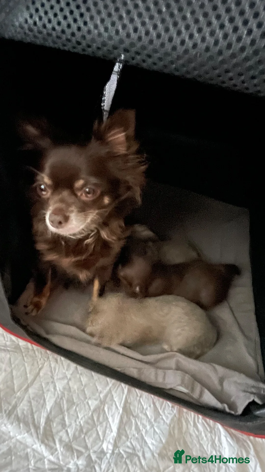 Chihuahua dogs for sale: 2 stunning long haired chihuahuas  - Advert 1