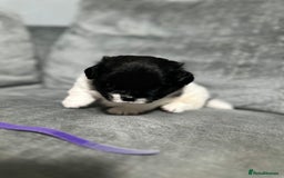 Mixed Breed dogs for sale: 6 beautiful Shih Tzu/Pomerianian puppies !  - Image 4