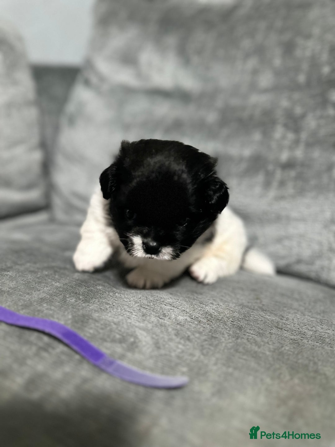 Mixed Breed dogs for sale: 6 beautiful Shih Tzu/Pomerianian puppies !  - Image 4