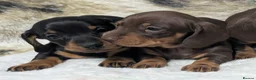 Miniature Dachshund dogs for sale: Quality KC/ PRA clear Miniature Dachshund puppies  - Advert 4