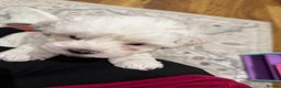 Maltese dogs for sale: Gorgeous Maltese puppies  - Advert 4