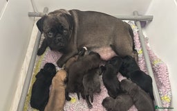 Pug dogs for sale: Kc registered pugs  - Image 10