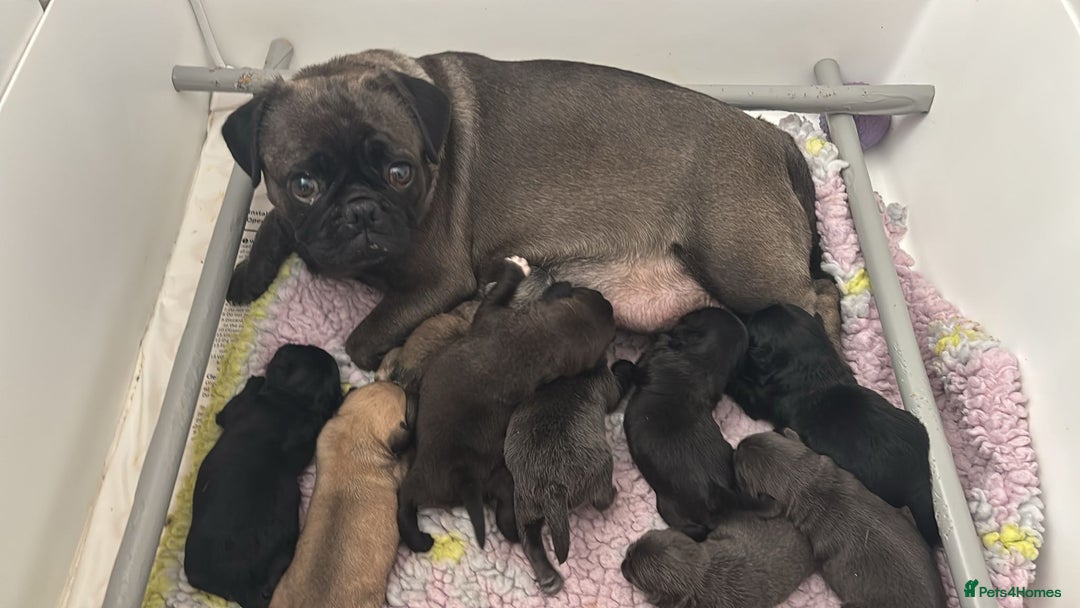 Pug dogs for sale: Kc registered pugs  - Image 10