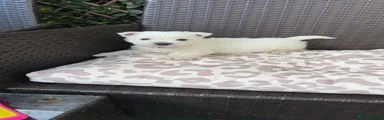 West Highland Terrier 3