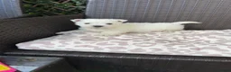 West Highland Terrier dogs for sale: West highland white female puppies.  - Advert 8