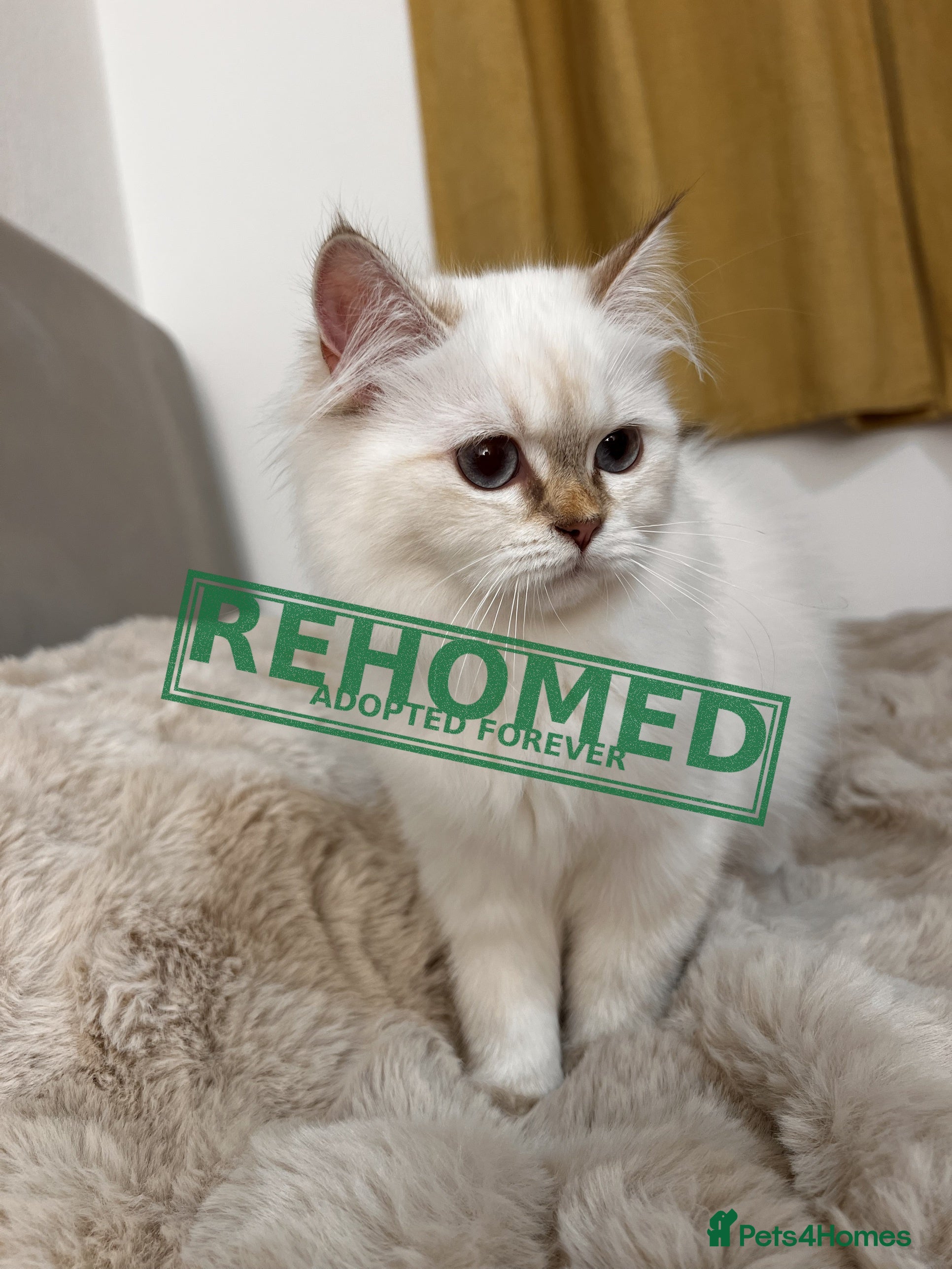 British Longhair cats Adorable GCCF British LH & SH Kittens - Advert 2
