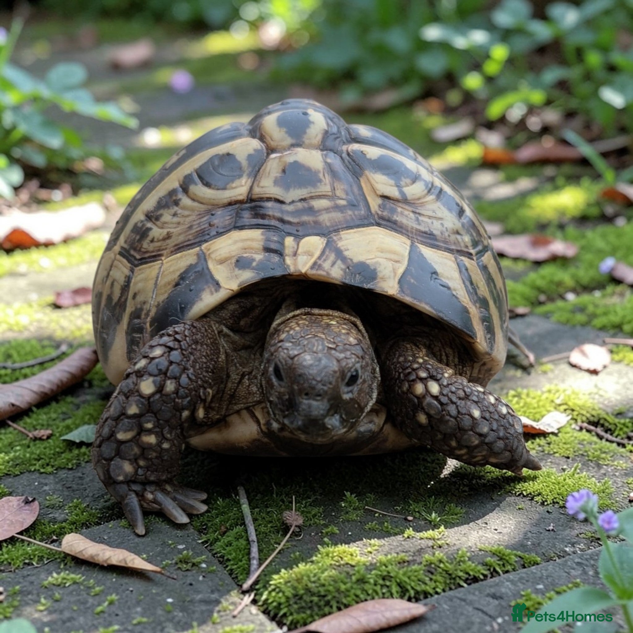 Hermann Tortoise reptiles Female Hermann Tortoise  - Advert 9