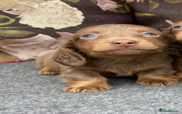 Miniature Dachshund dogs for sale: Miniature longhair dachshund puppies  - Image 3