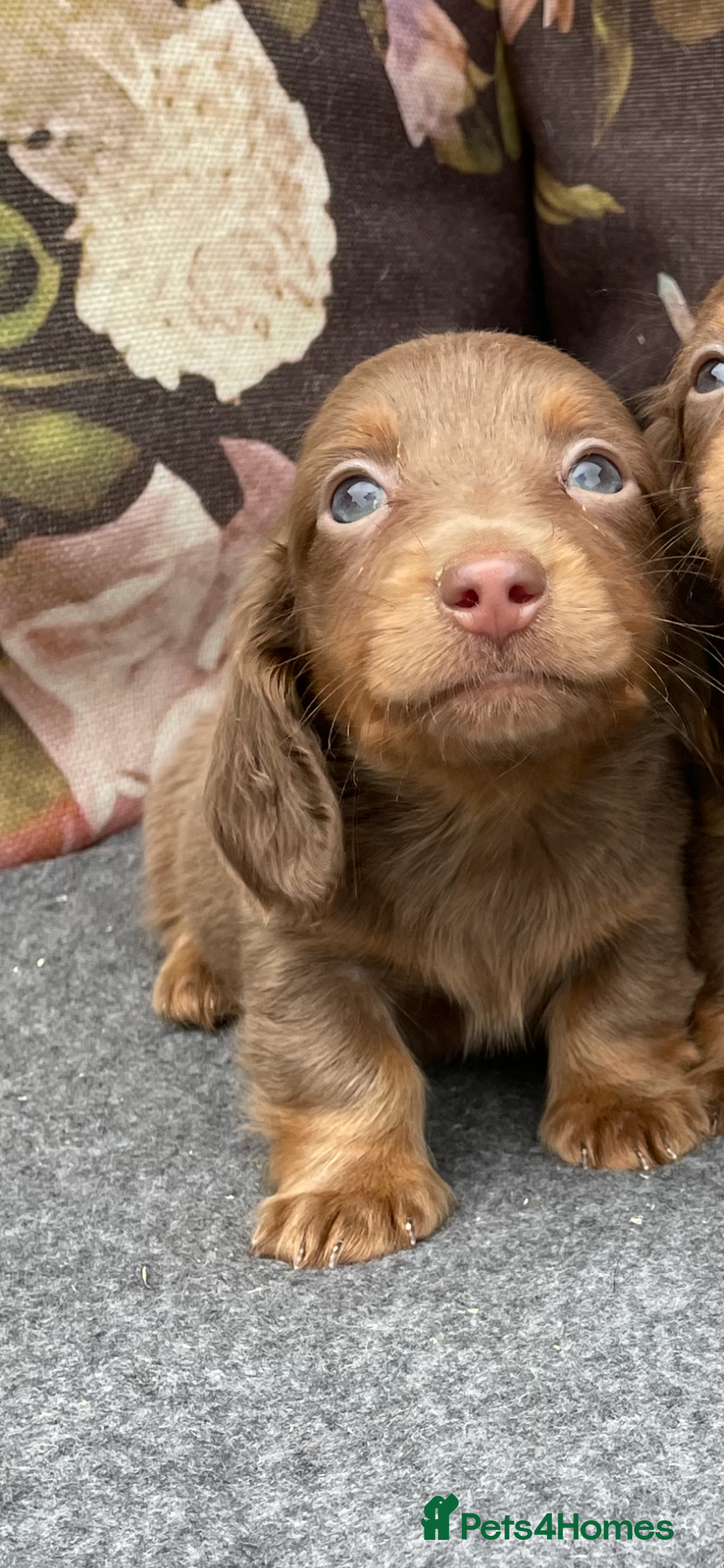 Miniature Dachshund dogs for sale: Miniature longhair dachshund puppies  - Image 3