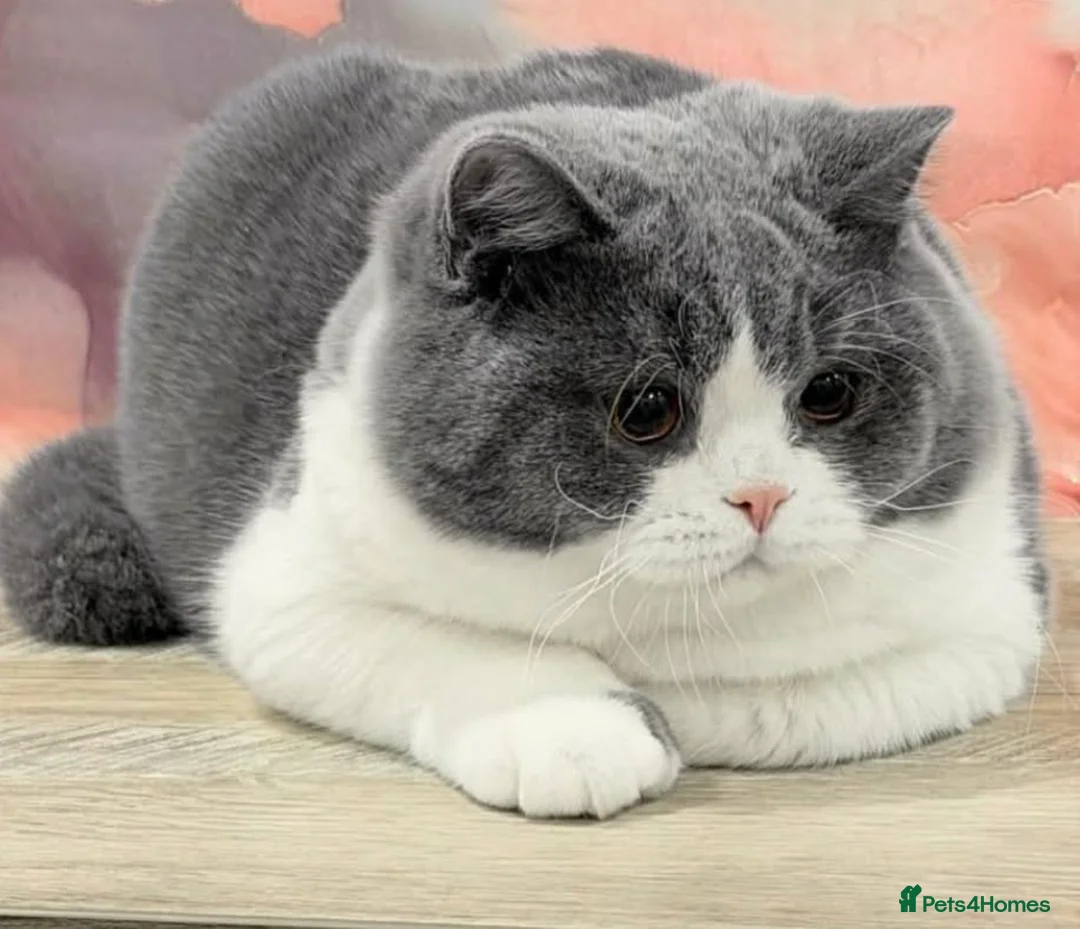 British Shorthair cats for stud: BI COLOUR BLUE STUD GCCF & TICA 🎲 - Advert 2