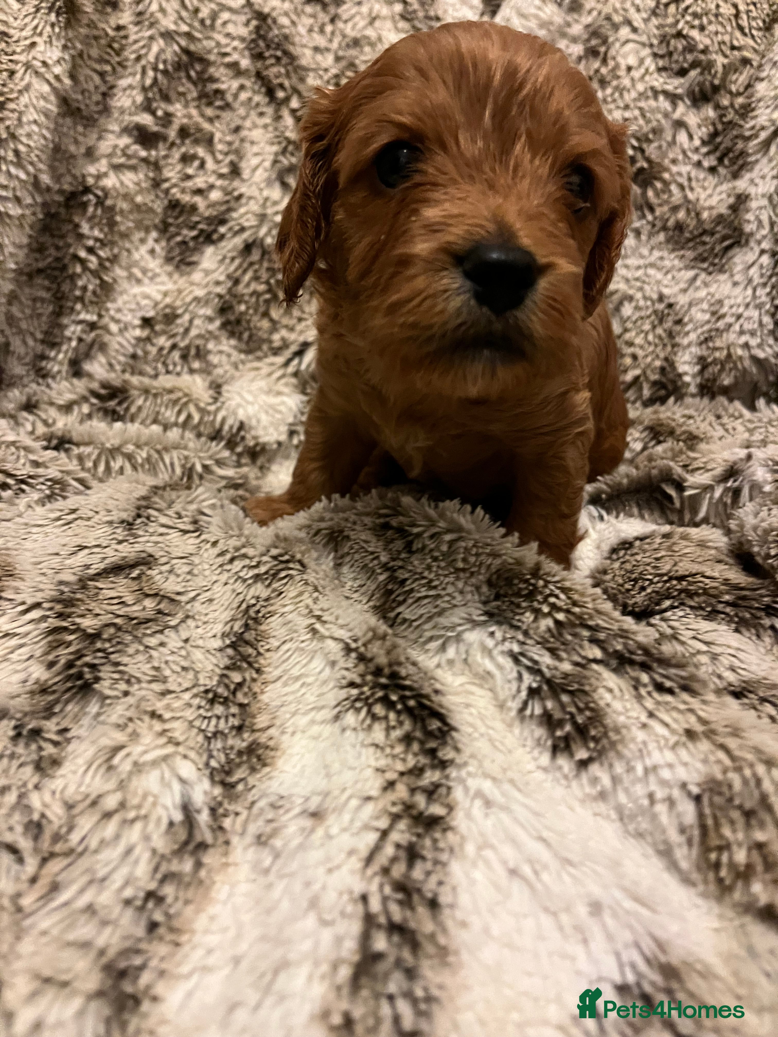 Cavapoo dogs Cavapoo puppies - Advert 2