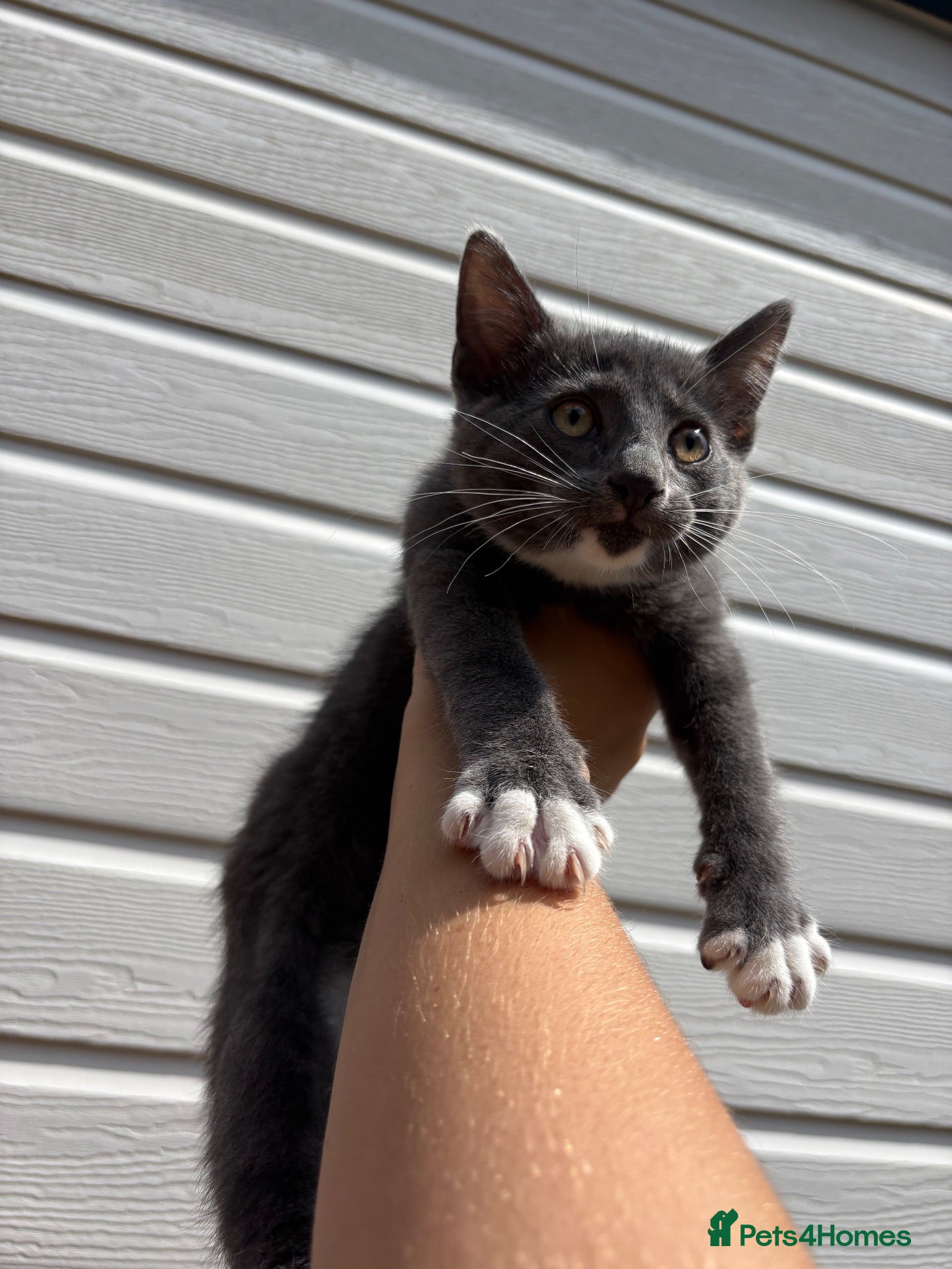 Mixed Breed cats Beautiful boy kitten  - Advert 1