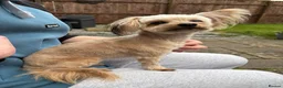 Chorkie dogs for sale: Millie - Advert 4