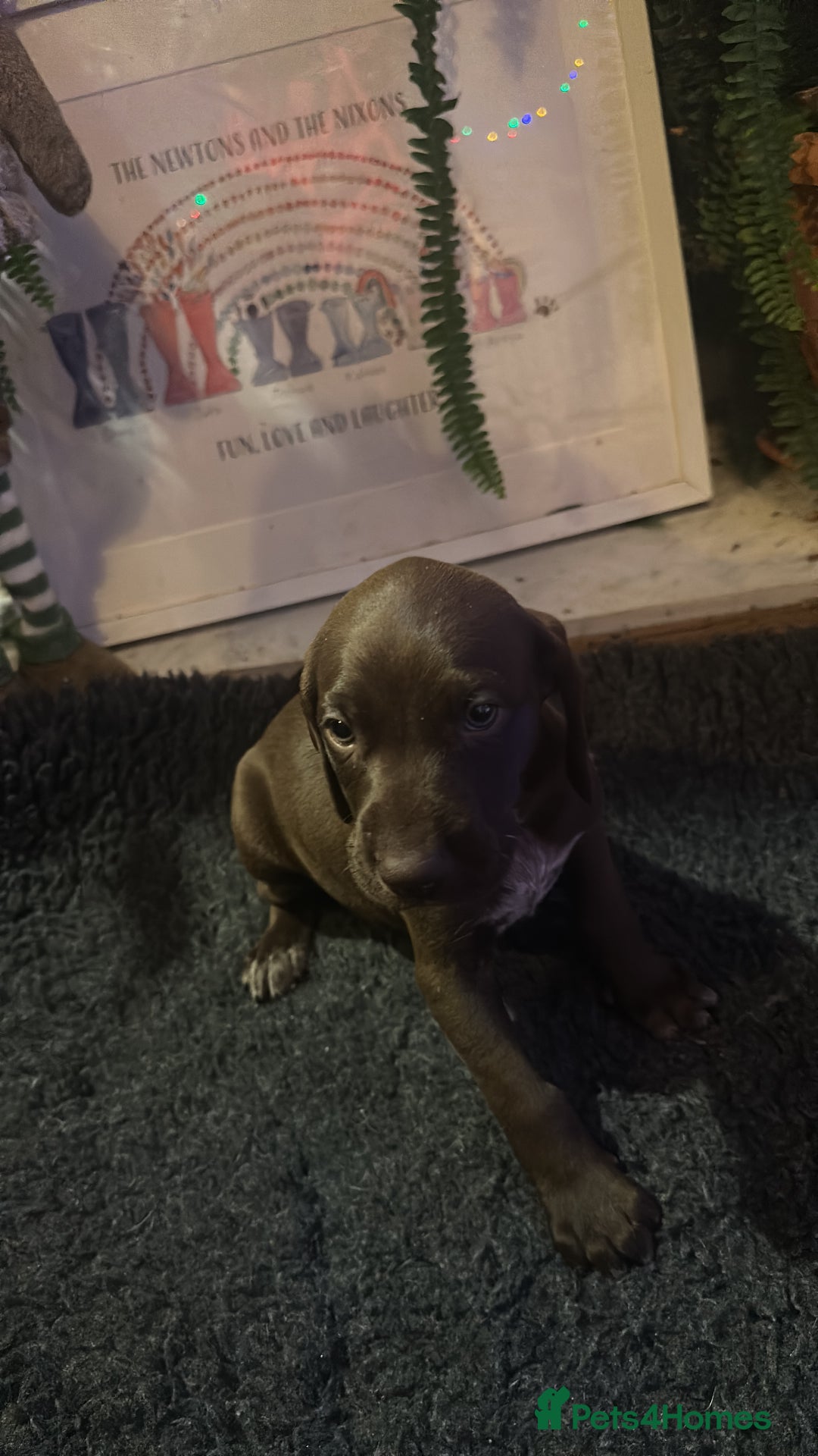 German Shorthaired Pointer dogs for sale: German shorthaired pointer pups - Advert 8