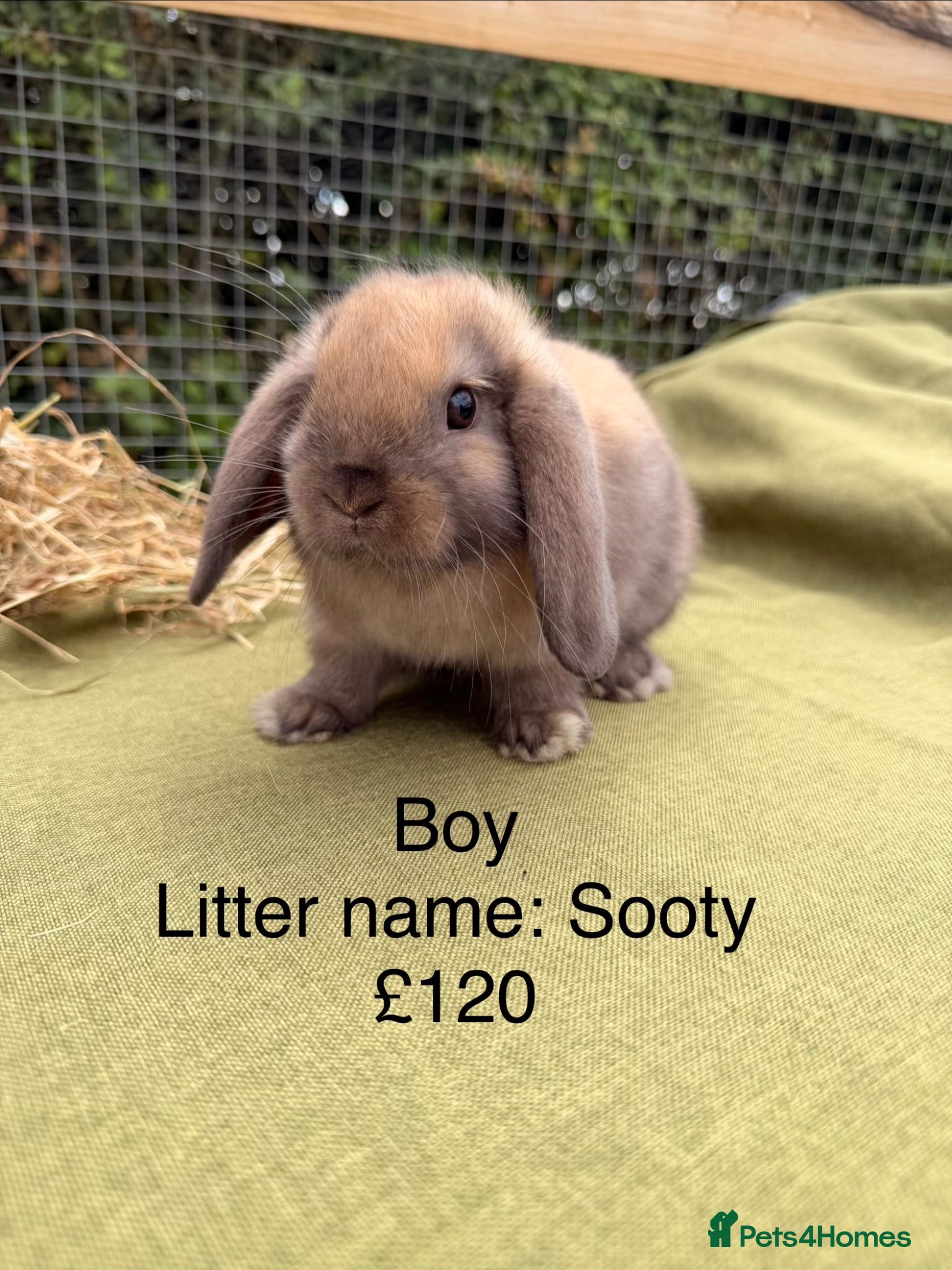 Mini Lop rabbits Mini lop babies! Lots of colours!  - Advert 2