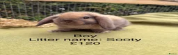Mini Lop rabbits for sale: Mini lop babies! Lots of colours!  - Advert 2