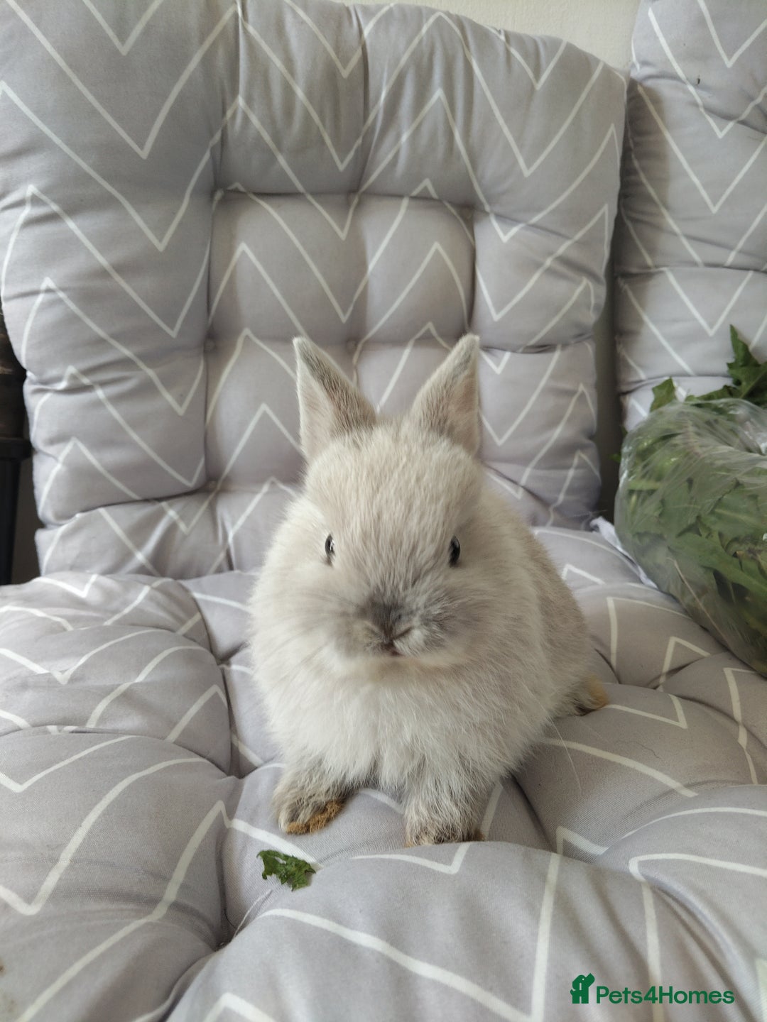 Netherland Dwarf rabbits for sale: Netherlands dwarf rabbits - Advert 5