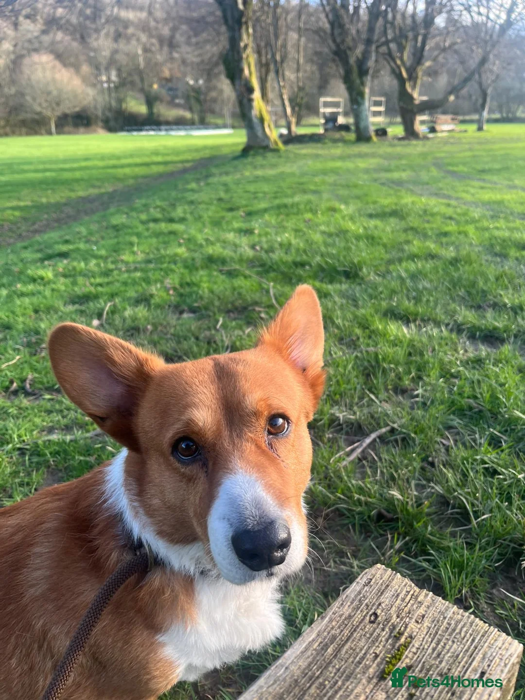 Welsh Corgi Cardigan dogs for stud: Cardigan Corgi in Cardigan - Advert 2