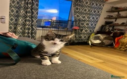 Ragcoon cats for sale: Polydactyl Ragcoons!  in Shepton Mallet - Image 3