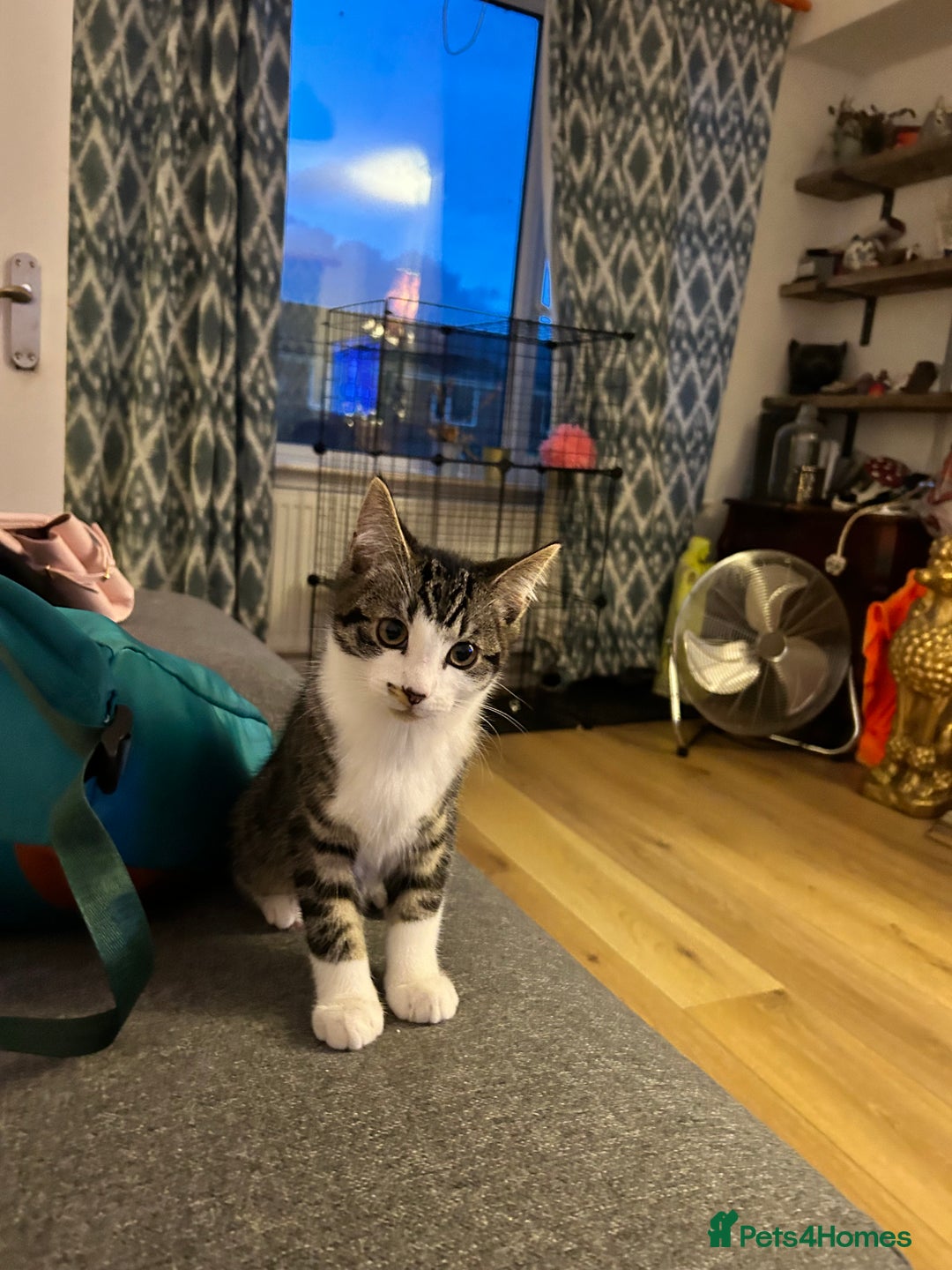 Ragcoon cats for sale: Polydactyl Ragcoons!  in Shepton Mallet - Image 3