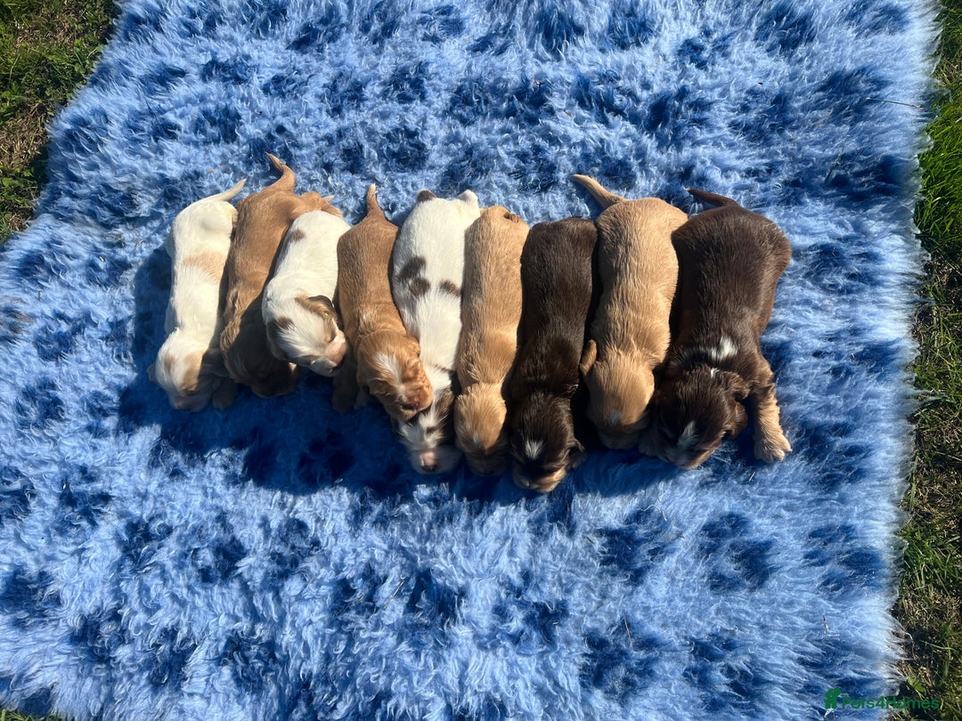 Cocker Spaniel dogs for sale: 🐾Gorgeous Cocker Spaniel Puppies 🐶🐾 - Image 6