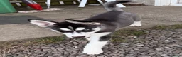 Siberian Husky dogs for sale: Siberian Husky Puppies  - Advert 7
