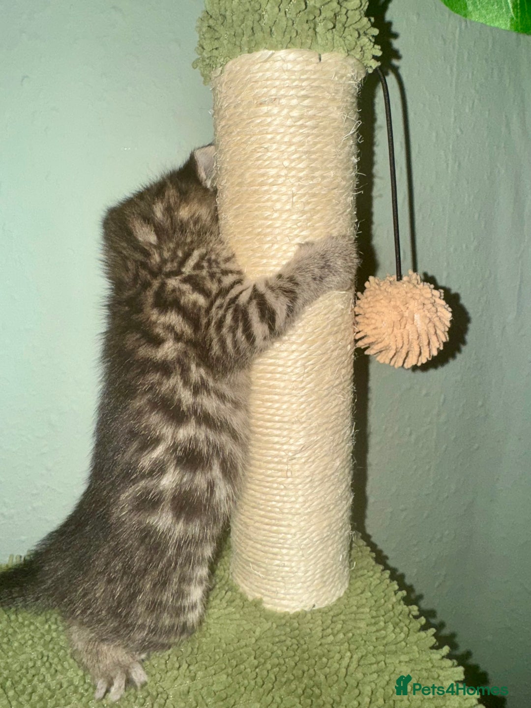 Bengal cats for sale: 3/4 bengal 1/4BSH - Advert 4