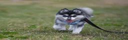 Pomsky dogs for sale: 3.5mnth old Ivy is looking for her special someone - Advert 4