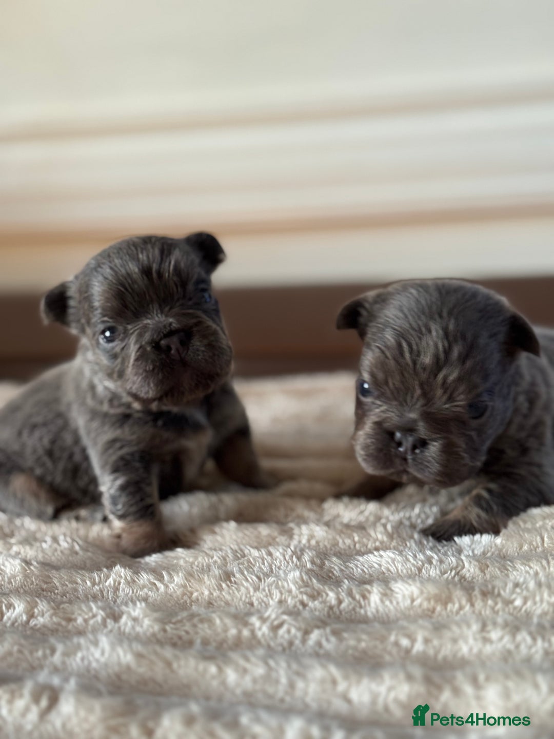 French Bulldog dogs for sale: 5 AMAZING QUALITY FRENCH BULLDOG PUPS  - Advert 18