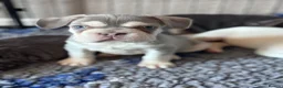 French Bulldog dogs for sale: Adorable fluffy frenchies - Advert 12