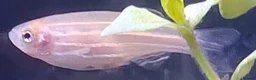 Danios fish for sale: 4 danio fish + 40L tank - Advert 3