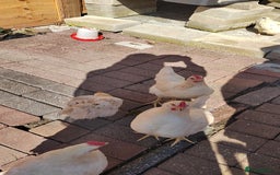 Chickens poultry for sale: Healthy Rooster – Ready for a New Home - Image 1