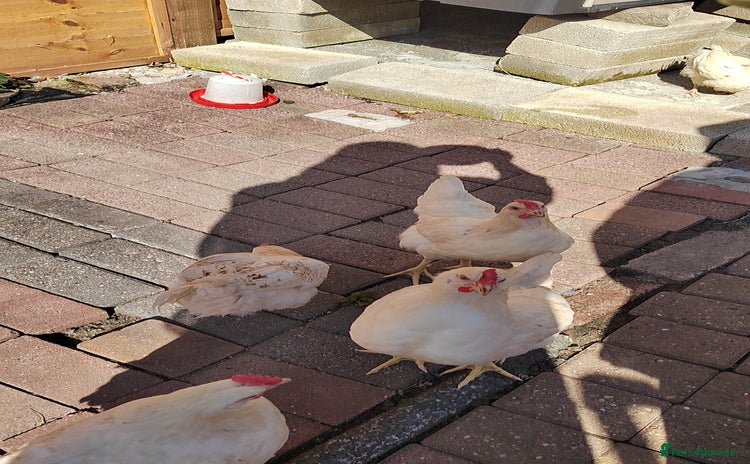 Chickens poultry - Advert 3
