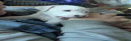 Jack Russell dogs for sale: Stunning jack Russell puppies - Advert 8