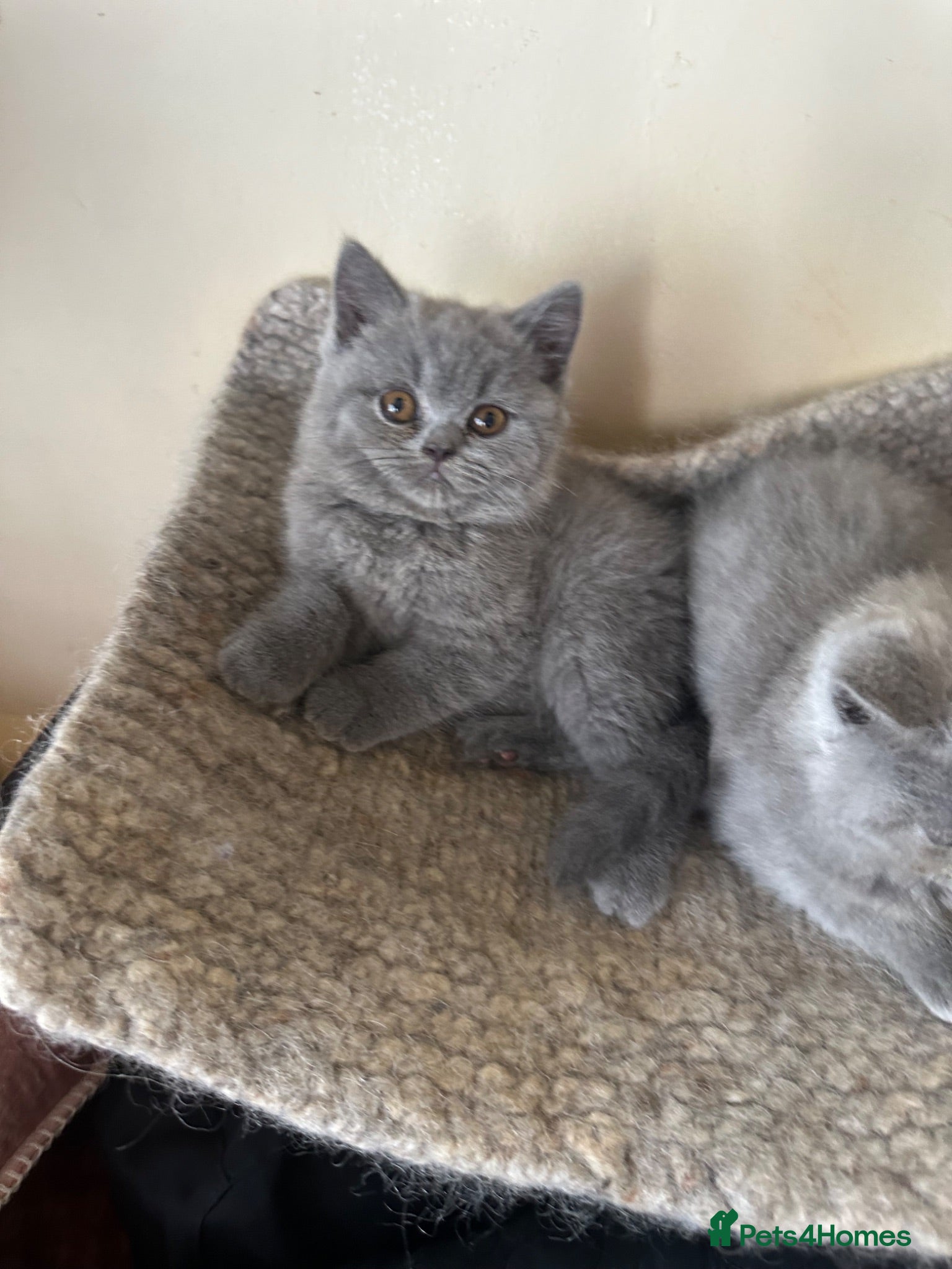 British Shorthair cats British Shorthair GCCF-registered Kittens  - Advert 2