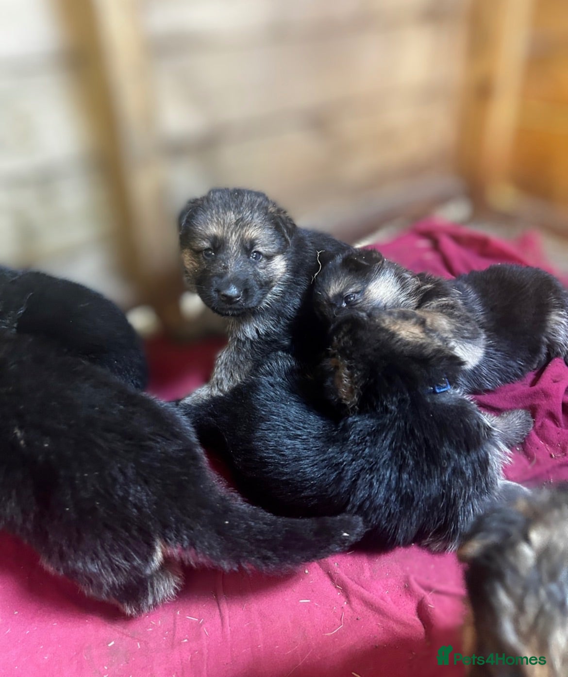 German Shepherd dogs Working line Shepherd pups - Advert 9