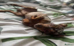 Miniature Pinscher dogs for stud: PRAGUE RATTER boy for stuf - Image 6
