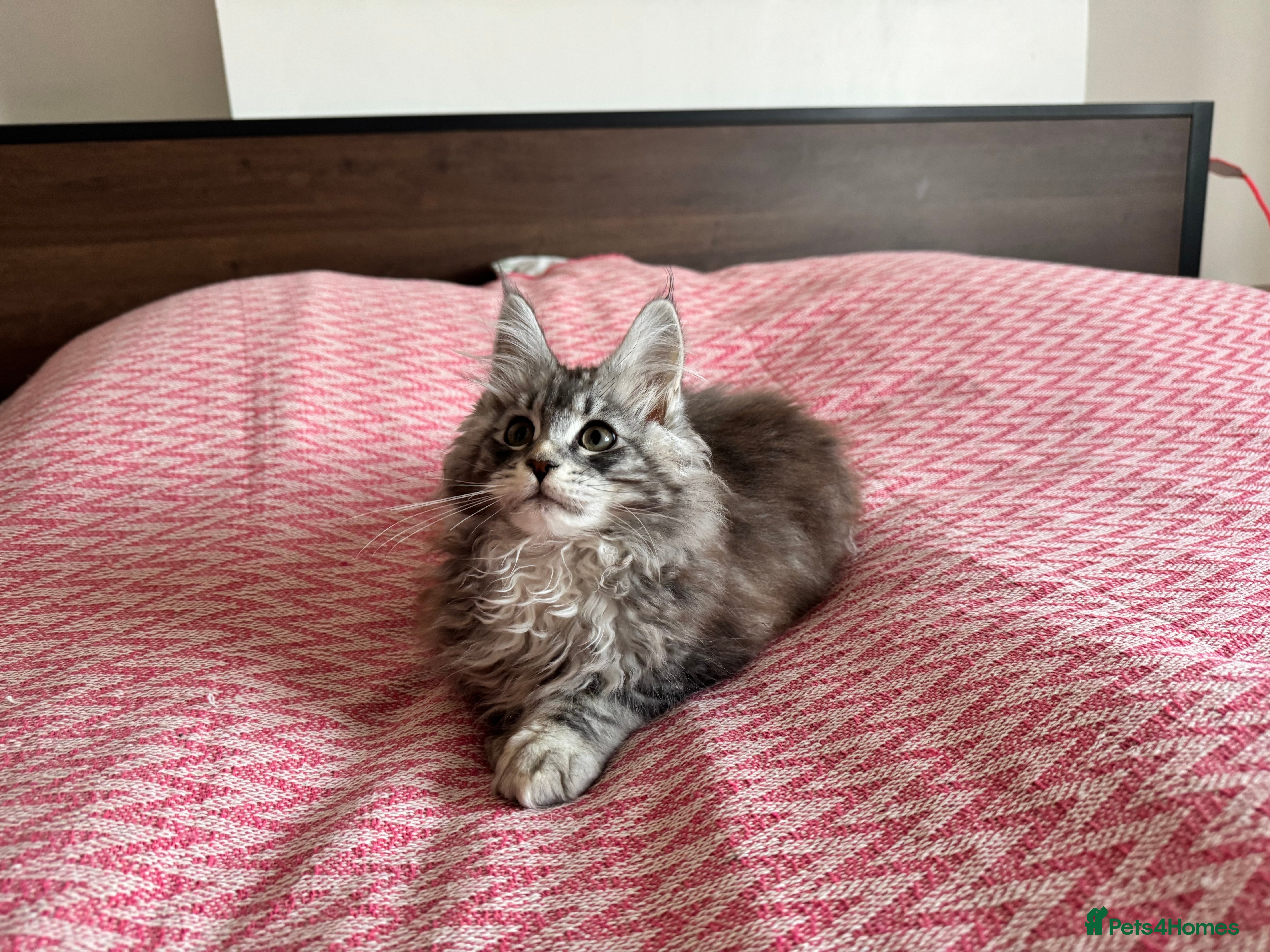 Maine Coon cats Maine Coon kittens ready now - Advert 18