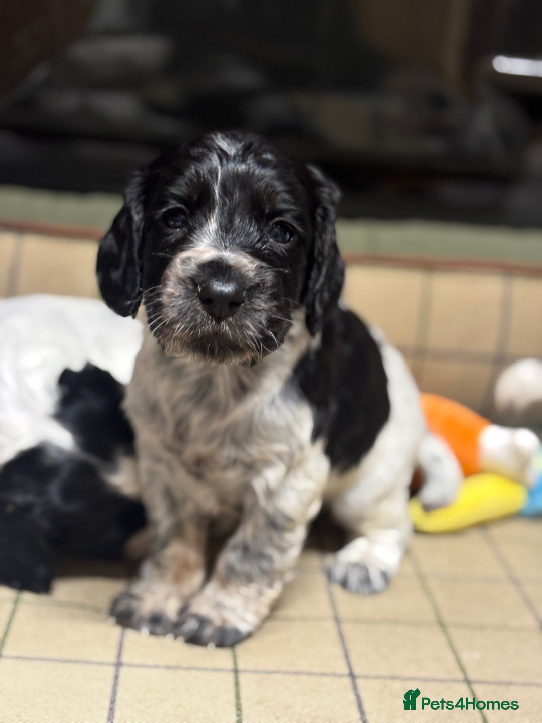 Cocker Spaniel dogs for sale: Gorgeous Blue Roan Cocker Spaniel Puppies  - Image 5