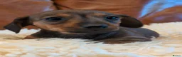 Miniature Dachshund dogs for sale: Gorgeous Miniature Dachshund Puppies - Advert 10