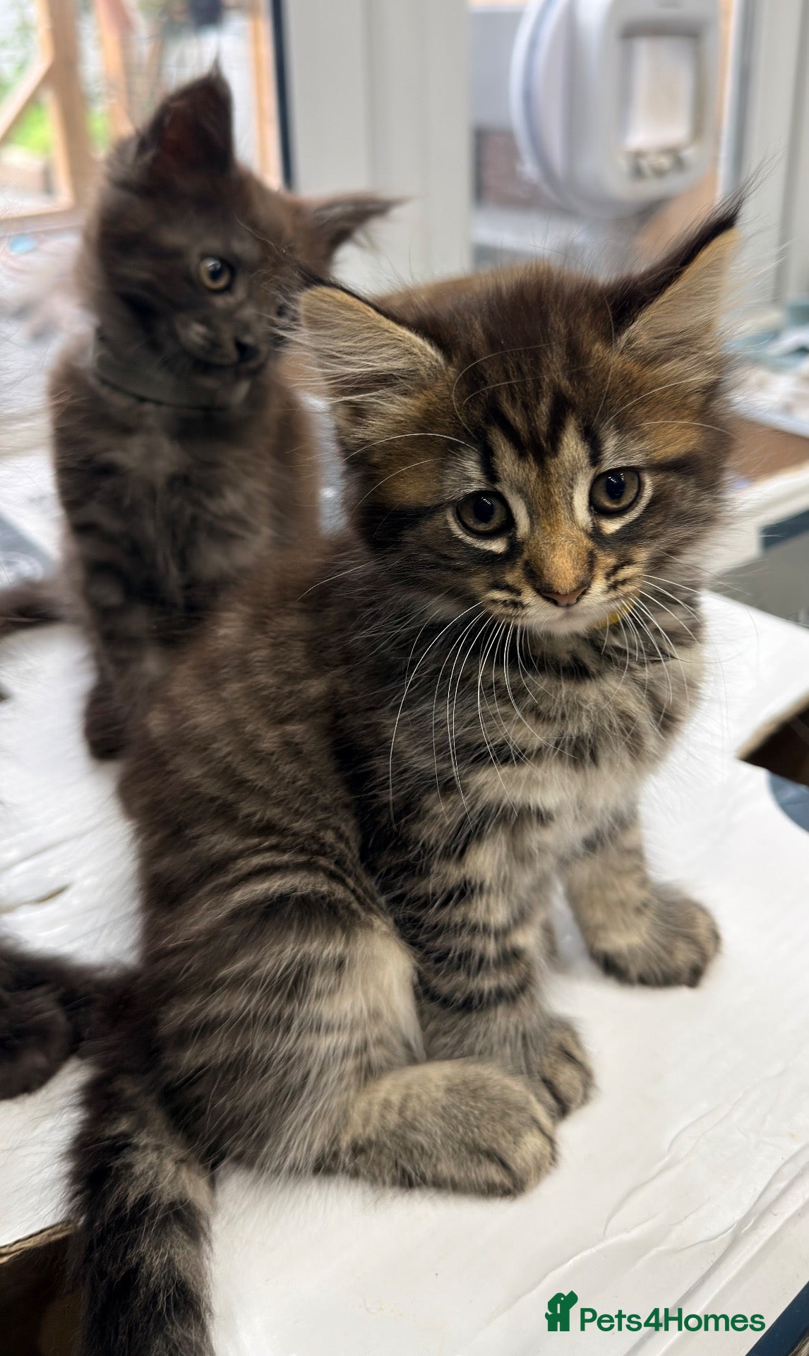 Maine Coon cats Half Maincoon Kittens  - Advert 2