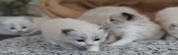 Ragdoll cats for sale: Tica Registered 💎 Ragdoll Kittens - Advert 22