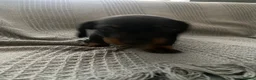Miniature Dachshund dogs for sale: Beautiful Black and Tan miniature dachshund  - Advert 19