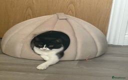 British Shorthair cats for sale: Nala 1 year old Kitten  - Image 10