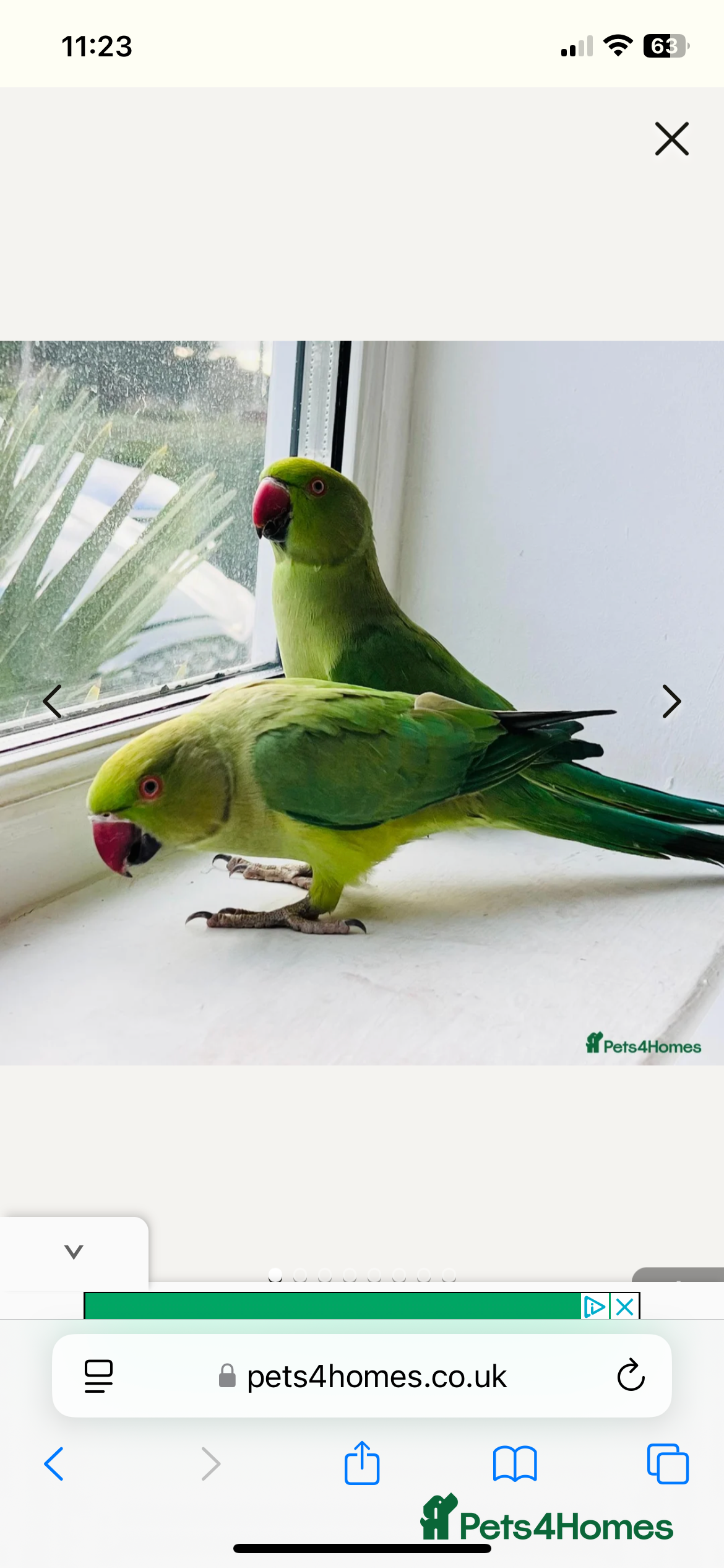 Ringnecks birds They need more attention  - Advert 2