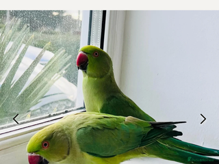 Ringnecks birds They need more attention - Advert 11