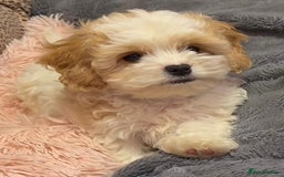 Cavachon dogs for sale: Cavachon puppies  - Image 4