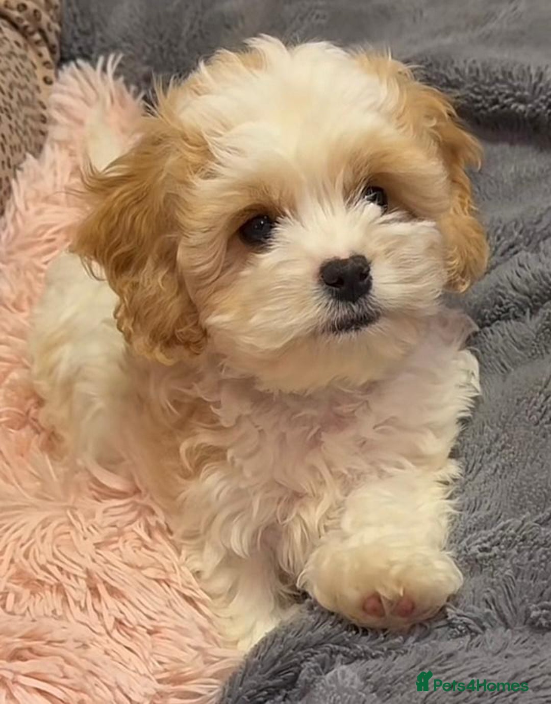 Cavachon dogs for sale: Cavachon puppies  - Image 4