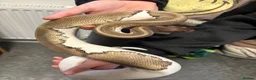 Python Snake reptiles for sale: Mojave Pied and Enclosure in Waterlooville - Advert 3